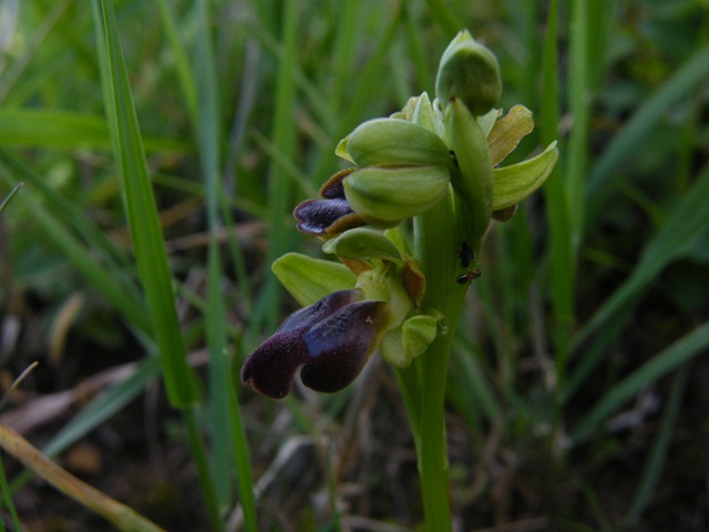 Ophrys fusca subsp. caesiella???